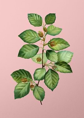 Vintage Botanical on Pink