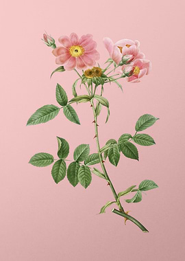 Lady Monson Rose Bloom