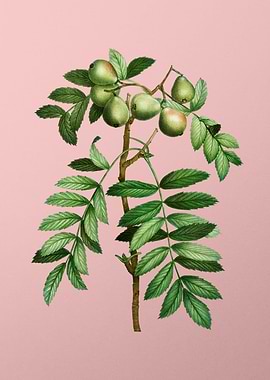 Vintage Fruit on Pink