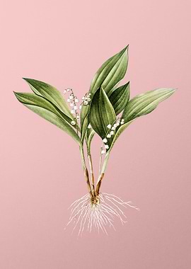 Lily of the Valley on Pink