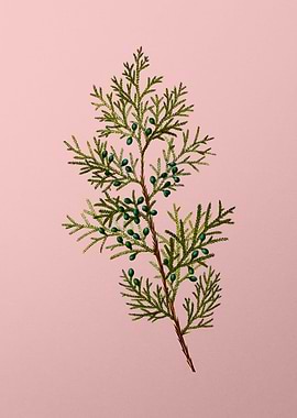 Antique Botanical on Pink