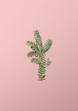 Vintage Botanical on Pink