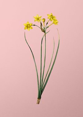 Rush Daffodil on Pink