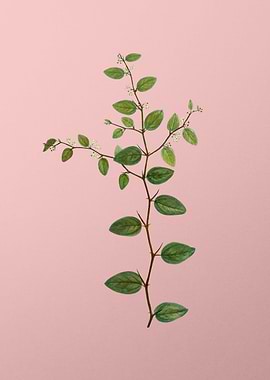 Antique Botanical on Pink