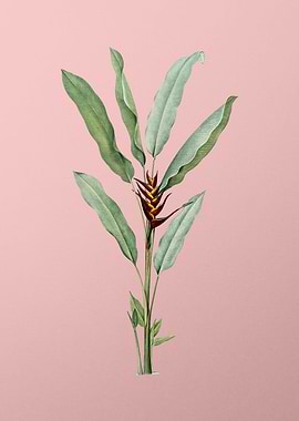 Parrot Heliconia on Pink