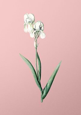 Tall Bearded Iris on Pink