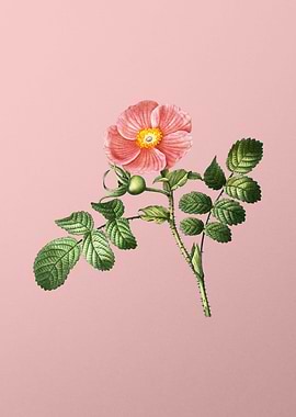 Scarlet Flowers on Pink