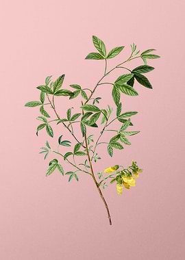 Yellow Flowers on Pink