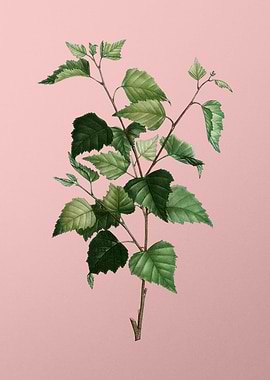 Vintage Botanical on Pink