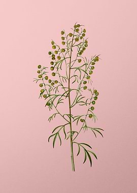 Vintage Botanical on Pink