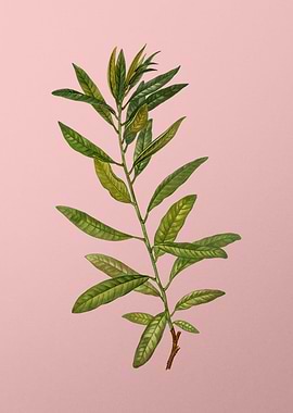 Vintage Botanical on Pink