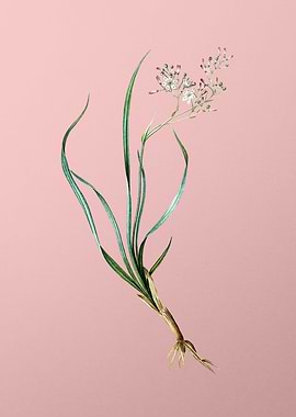 Phalangium Bicolor on Pink