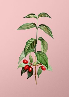 Fruit Illustration on Pink