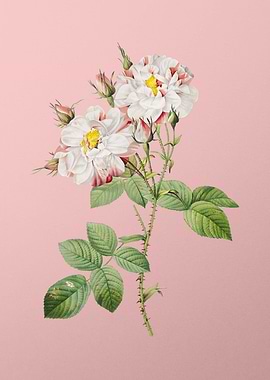 White Damask Rose on Pink