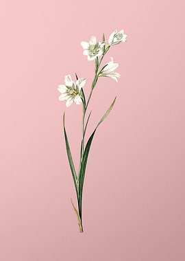 Painted Lady on Pink