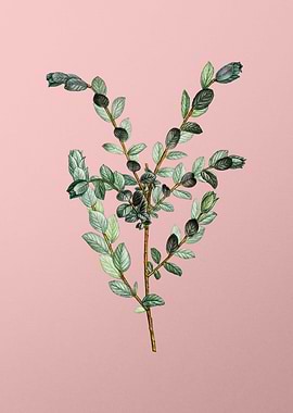 Antique Botanical on Pink