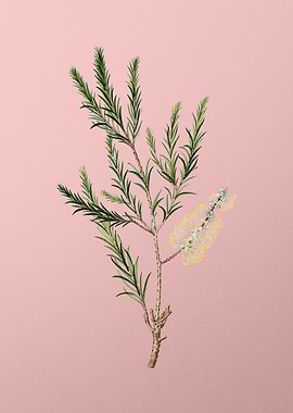 Vintage Botanical on Pink