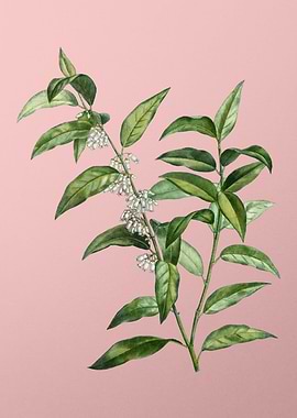 White Flowers on Pink