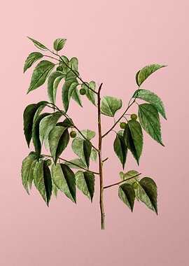 Antique Botanical on Pink