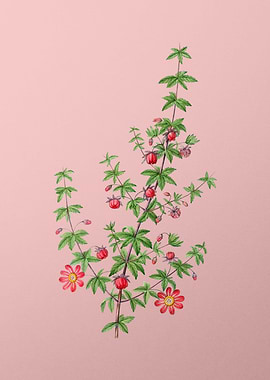 Scarlet Flowers on Pink