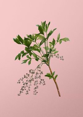 Vintage Botanical on Pink