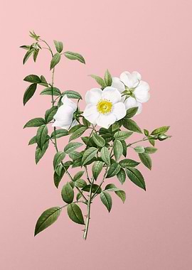 White Rose of Snow on Pink