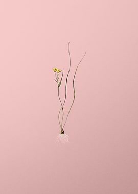 Ornithogalum Spathaceum