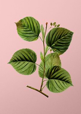 Vintage Botanical on Pink