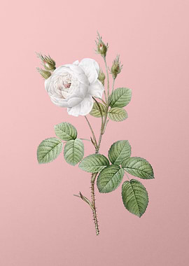 White Misty Rose on Pink