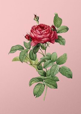 Red Gallic Rose on Pink