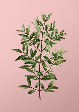 Vintage Floral on Pink