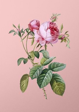 Pink Cabbage Rose de Mai