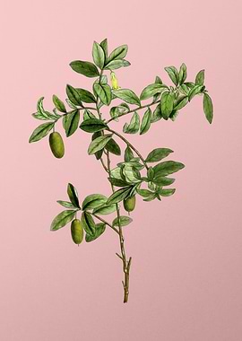 Vintage Fruit on Pink