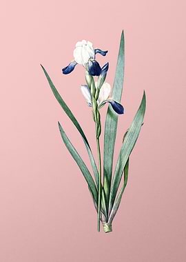 Tall Bearded Iris on Pink