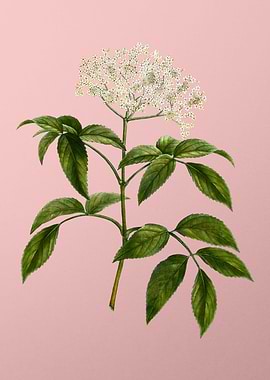 Vintage White Flower Pink