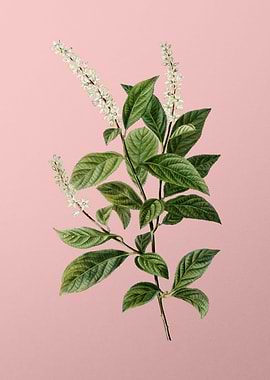 Antique Botanical on Pink