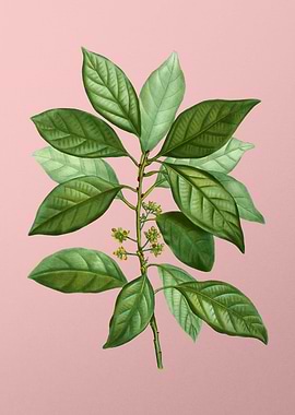 Vintage Botanical on Pink