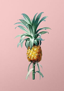 Vintage Pineapple Drawing