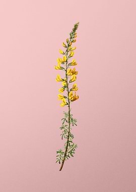 Yellow Flower on Pink