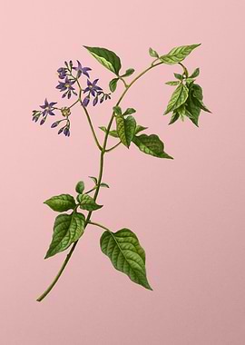 Vintage Violet Flower Pink