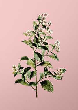 Vintage White Flower Pink