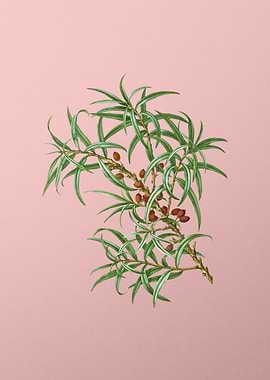 Antique Botanical on Pink