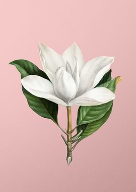 White Southern Magnolia