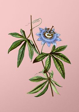 Vintage Blue Flower Pink