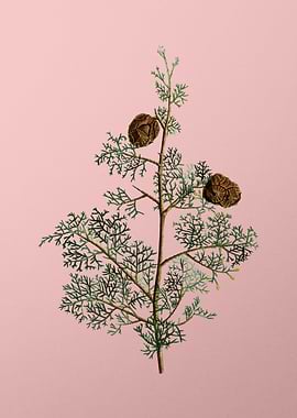 Vintage Botanical on Pink