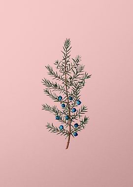 Fruit Illustration on Pink