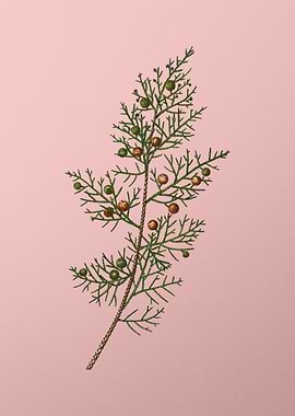 Vintage Floral on Pink