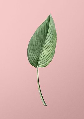 Powdery Alligator Flag