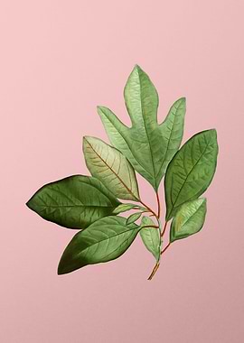 Vintage Botanical on Pink