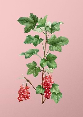 Scarlet Flowers on Pink